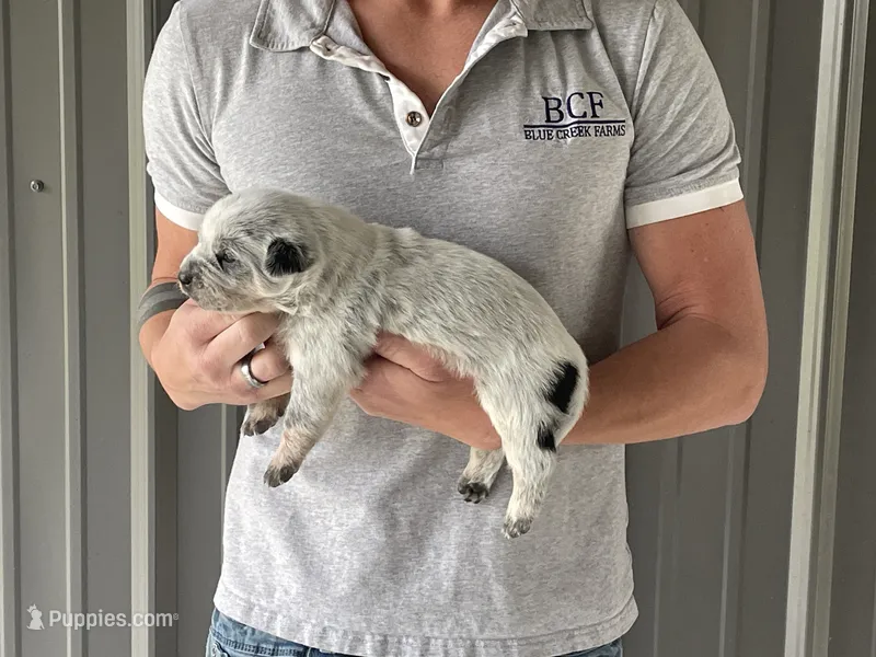 River - Female 1 – Australian Cattle Dog puppy for sale in Jefferson, SC
