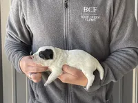 processed/8b533c5d-fcfb-4cef-86df-0977ab09ed17/listing/b96b38cd-2d66-4b81-9667-40c57c26db86/ef107086-15b4-4158-8633-4b8c42c7f6de