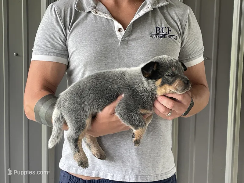 Mable - Female 3 – Australian Cattle Dog puppy for sale in Jefferson, SC