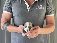 Lue Lue - Male 1, a male Pembroke Welsh Corgi for sale in Jefferson, SC – 3 of 4