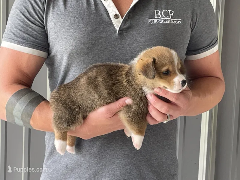 Lue Lue - Male 4 – Pembroke Welsh Corgi puppy for sale in Jefferson, SC