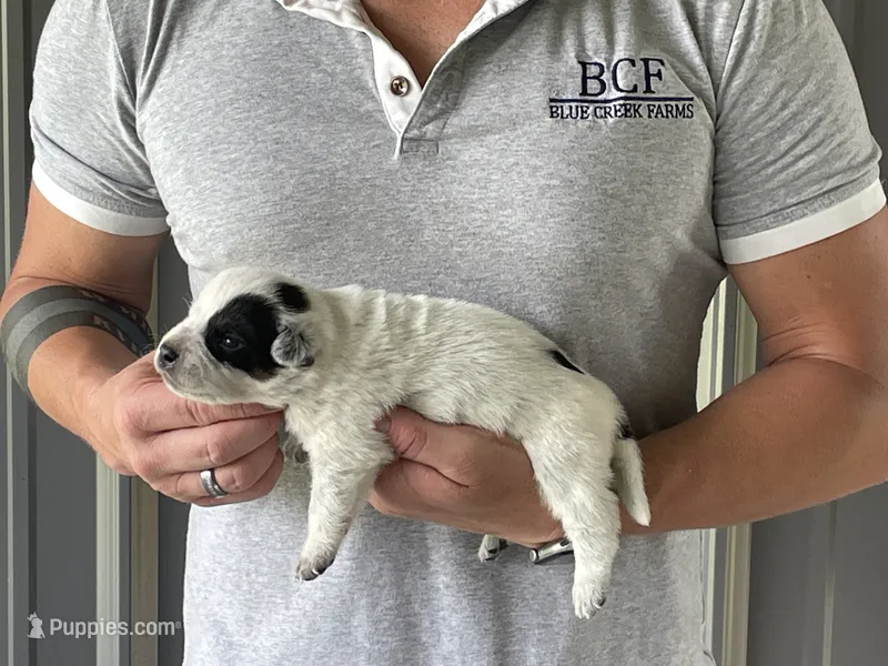 Eve - Male 1 – Australian Cattle Dog puppy for sale in Jefferson, SC
