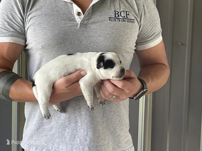 Eve - Female 1 – Australian Cattle Dog puppy for sale in Jefferson, SC