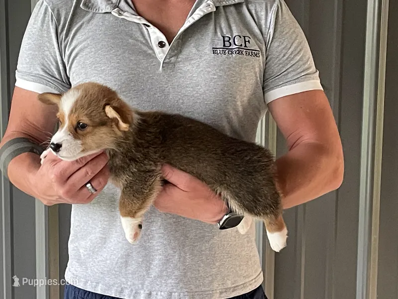 Lue Lue - Male 2 – Pembroke Welsh Corgi puppy for sale in Jefferson, SC
