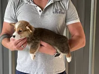 Lue Lue - Male 2, a male Pembroke Welsh Corgi for sale in Jefferson, SC – 1 of 4