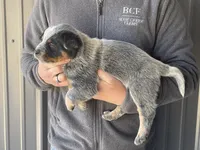 processed/8b533c5d-fcfb-4cef-86df-0977ab09ed17/listing/c10751ab-9872-4826-8633-84713acacc63/e06b037e-a60a-4110-88e3-26020c72e4bd