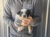 processed/8b533c5d-fcfb-4cef-86df-0977ab09ed17/listing/c10751ab-9872-4826-8633-84713acacc63/f1a8229e-6f7d-4dbe-982a-8424a40cafee