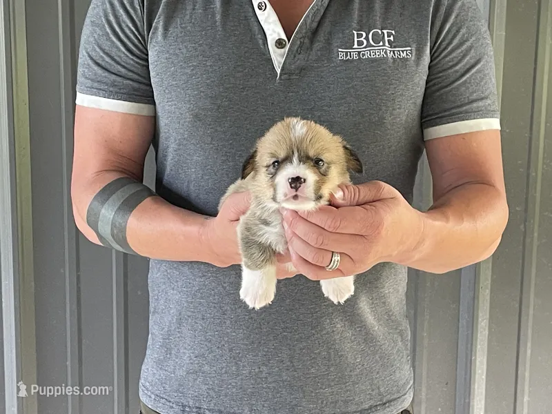 Tulip - Female 3 – Pembroke Welsh Corgi puppy for sale in Jefferson, SC
