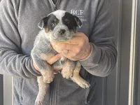 processed/8b533c5d-fcfb-4cef-86df-0977ab09ed17/listing/c511481e-95b0-44a8-a4aa-15935ee278e7/313c049a-00c3-4730-a81b-a9ce7b31d8e0