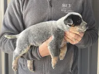 processed/8b533c5d-fcfb-4cef-86df-0977ab09ed17/listing/c511481e-95b0-44a8-a4aa-15935ee278e7/708647ed-fb3f-4e6c-807b-1ce441ba6f69