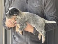 processed/8b533c5d-fcfb-4cef-86df-0977ab09ed17/listing/c511481e-95b0-44a8-a4aa-15935ee278e7/f37aa0f2-a5e5-4302-aa70-832ea37869b6