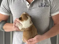 Peppa - Female 1, a female Pembroke Welsh Corgi for sale in Jefferson, SC – 2 of 4