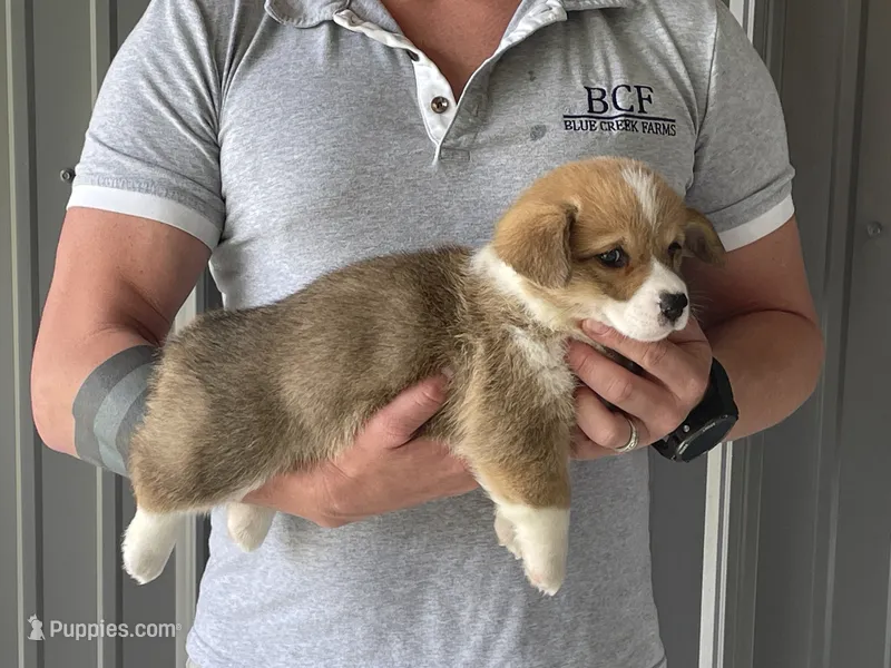 Olive - Female 1 – Pembroke Welsh Corgi puppy for sale in Jefferson, SC