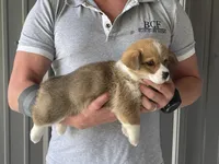 Olive - Female 1, a female Pembroke Welsh Corgi for sale in Jefferson, SC – 1 of 4