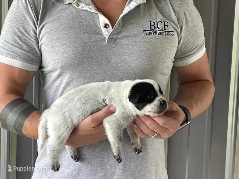 Eve - Male 3 – Australian Cattle Dog puppy for sale in Jefferson, SC