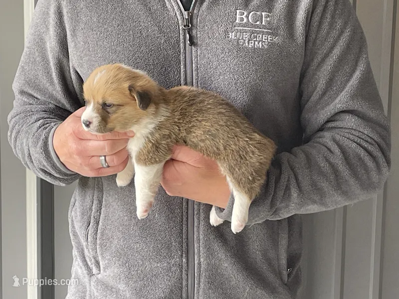 Olive - Female 3 – Pembroke Welsh Corgi puppy for sale in Jefferson, SC