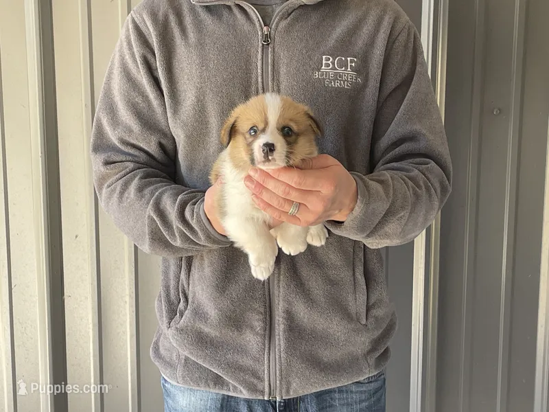Peppa - Female 5 – Pembroke Welsh Corgi puppy for sale in Jefferson, SC
