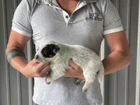 Mable - Male 1, a male Australian Cattle Dog for sale in Jefferson, SC – 2 of 3