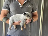 Eve - Male 2, a male Australian Cattle Dog for sale in Jefferson, SC – 3 of 3