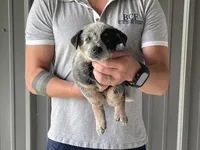Eve - Male 1, a male Australian Cattle Dog for sale in Jefferson, SC – 3 of 4