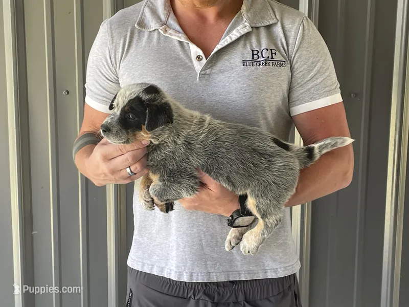 Eve - Male 1 – Australian Cattle Dog puppy for sale in Jefferson, SC