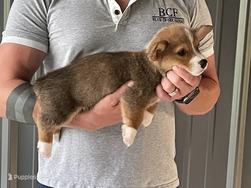 Lue Lue - Male 4 – Pembroke Welsh Corgi puppy for sale in Jefferson, SC