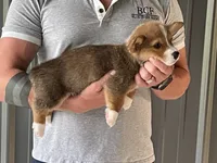 Lue Lue - Male 4, a male Pembroke Welsh Corgi for sale in Jefferson, SC – 1 of 4