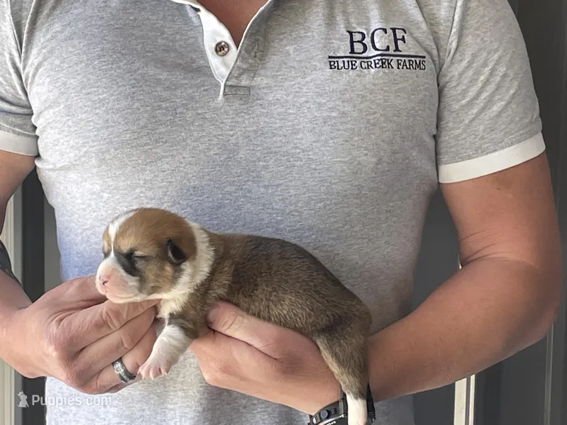 Olive - Female 1 – Pembroke Welsh Corgi puppy for sale in Jefferson, SC