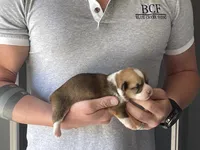 Olive - Female 1, a female Pembroke Welsh Corgi for sale in Jefferson, SC – Photo 2 of 4