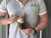 Olive - Female 1, a female Pembroke Welsh Corgi for sale in Jefferson, SC – Photo 4 of 4