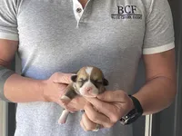 Olive - Female 1, a female Pembroke Welsh Corgi for sale in Jefferson, SC – Photo 3 of 4