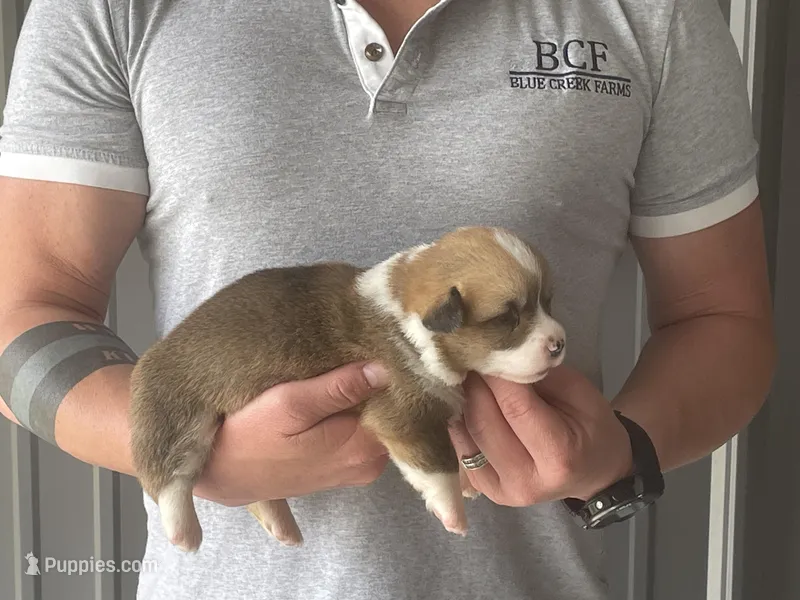 Olive - Female 1 – Pembroke Welsh Corgi puppy for sale in Jefferson, SC