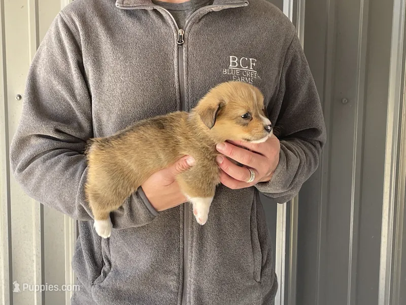 Peppa - Female 3 – Pembroke Welsh Corgi puppy for sale in Jefferson, SC