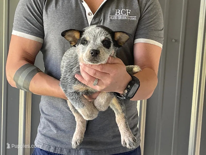Mable - Female 2 – Australian Cattle Dog puppy for sale in Jefferson, SC