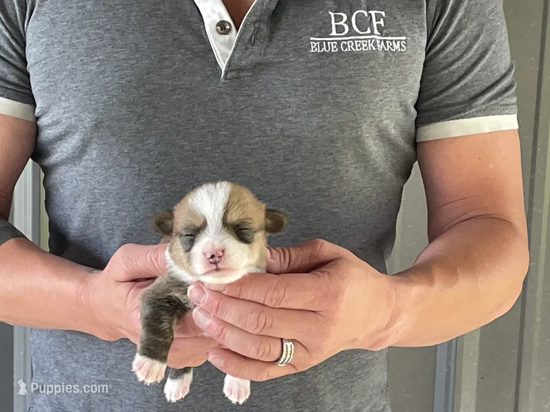 Lue Lue - Male 2 – Pembroke Welsh Corgi puppy for sale in Jefferson, SC