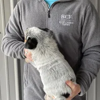 River - Male 1, a male Australian Cattle Dog for sale in Jefferson, SC – Photo 2 of 4