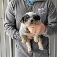 River - Male 1, a male Australian Cattle Dog for sale in Jefferson, SC – Photo 3 of 4