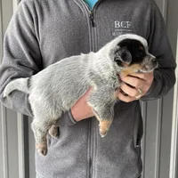 River - Male 1, a male Australian Cattle Dog for sale in Jefferson, SC – Photo 1 of 4