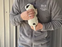 processed/8b533c5d-fcfb-4cef-86df-0977ab09ed17/listing/d33d7031-c446-483e-b6d3-dddf0bf443fc/c64c3a0d-a74f-4d5c-b0d1-fd3455b45c80