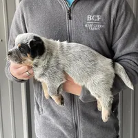 River - Male 1, a male Australian Cattle Dog for sale in Jefferson, SC – Photo 4 of 4