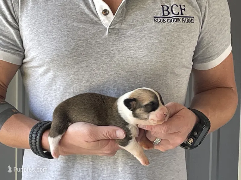 Maddy - Female 1 – Pembroke Welsh Corgi puppy for sale in Jefferson, SC