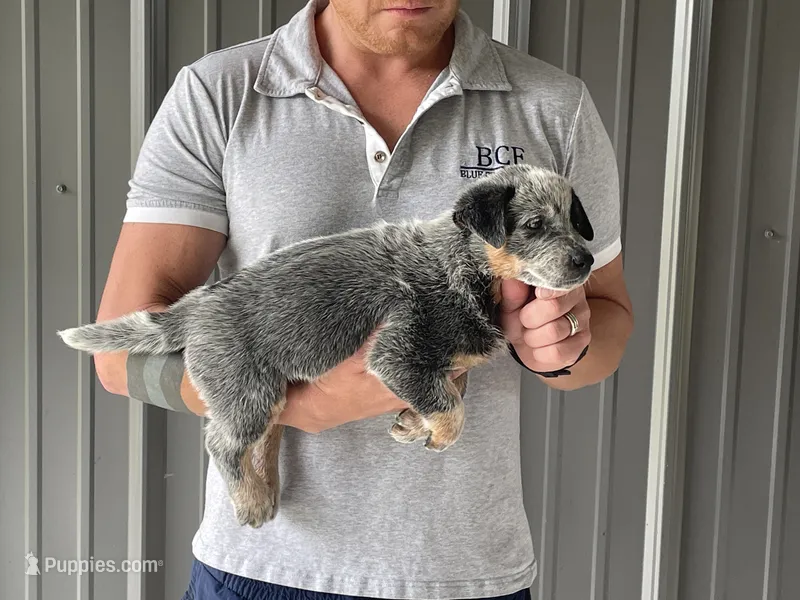 Eve - Male 1 – Australian Cattle Dog puppy for sale in Jefferson, SC