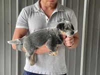 Eve - Male 1, a male Australian Cattle Dog for sale in Jefferson, SC – 1 of 4