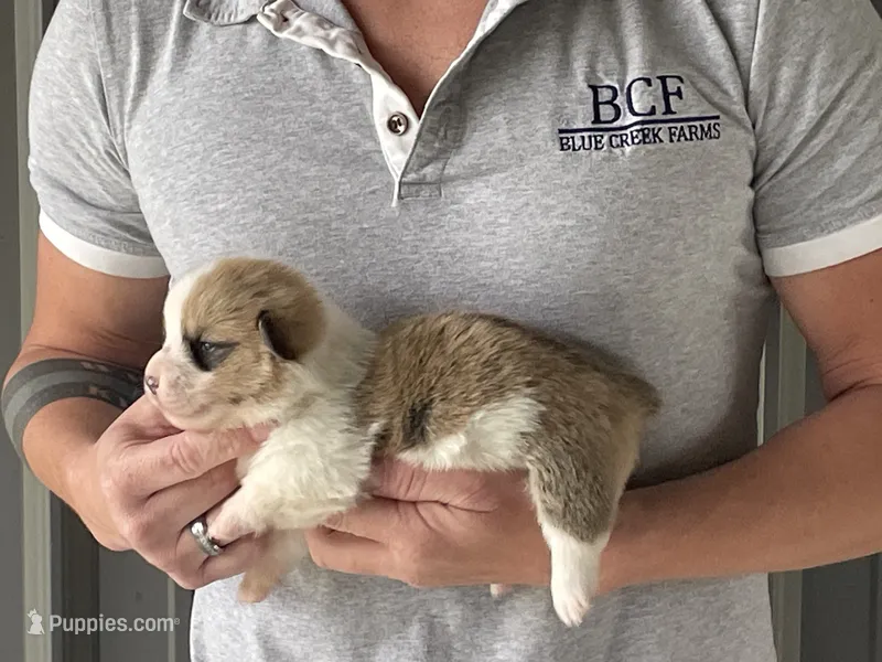 Peppa - Male 1 – Pembroke Welsh Corgi puppy for sale in Jefferson, SC