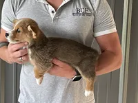 Lue Lue - Male 4, a male Pembroke Welsh Corgi for sale in Jefferson, SC – 3 of 4