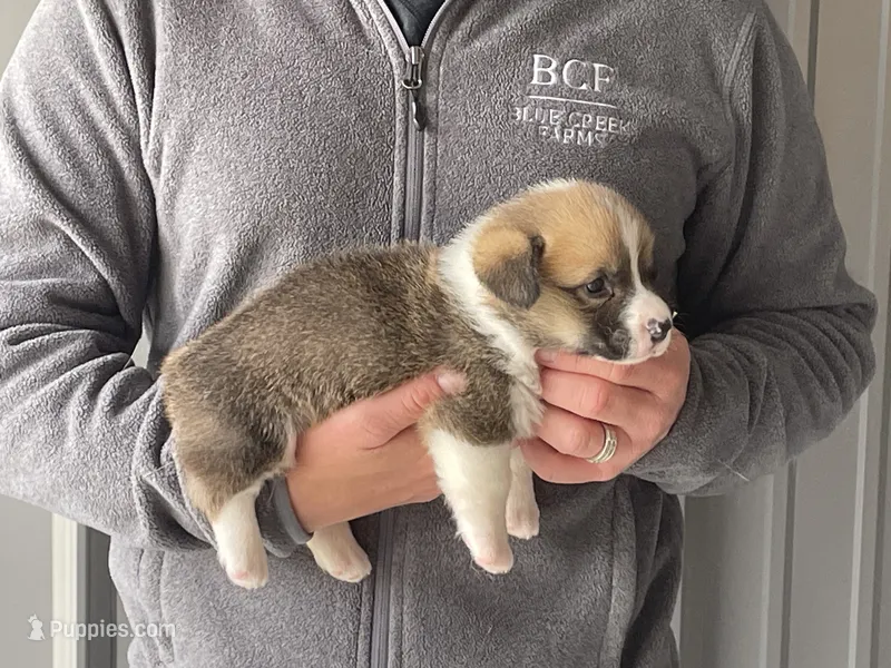 Olive - Male 4 – Pembroke Welsh Corgi puppy for sale in Jefferson, SC