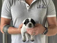 Eve - Male 3, a male Australian Cattle Dog for sale in Jefferson, SC – 2 of 4