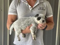 Pearl - Male 1, a male Australian Cattle Dog for sale in Jefferson, SC – 3 of 3