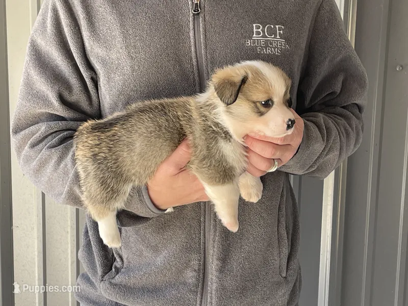 Maddy - Male 1 – Pembroke Welsh Corgi puppy for sale in Jefferson, SC