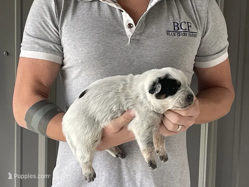 River - Male 2 – Australian Cattle Dog puppy for sale in Jefferson, SC
